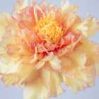 USA, Washington State, Seabeck. Tree peony blossom close-up. Art Print